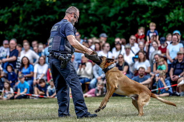 75 Jahre Bundespolizei - Bürgerfest der Bundespolizeidirektion Hannover Diensthundvorführung von Clint : Zeigen der Beißfähigkeit des Gebisses von Clint . Hannover Bundespolizeidirektion Hannover, Niedersachsen, Region Hannover Germany