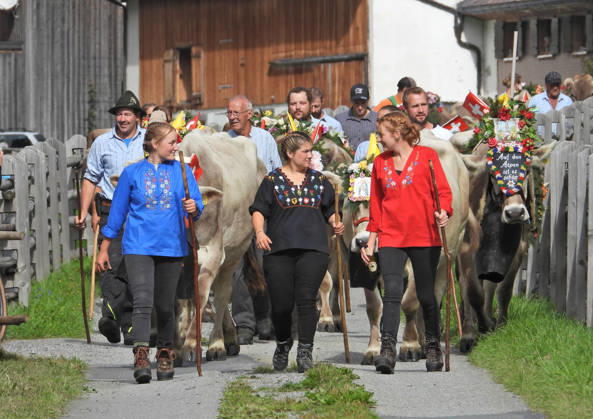 02.09.2026 Schweiz Alpabtrieb,Alpabzug. Der Alpabtrieb nach Wassen wird 2026 nicht durchgefuehrt wegen einer Grossbaustelle. Bild. Kuehe der Alp Hinterfeld laufen daher nur bis Meiental Kanton URI