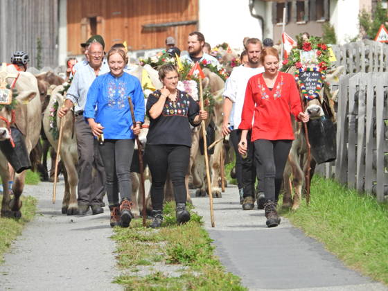 02.09.2026 Schweiz Alpabtrieb,Alpabzug. Der Alpabtrieb nach Wassen wird 2026 nicht durchgefuehrt wegen einer Grossbaustelle. Bild. Kuehe der Alp Hinterfeld laufen daher nur bis Meiental Kanton URI