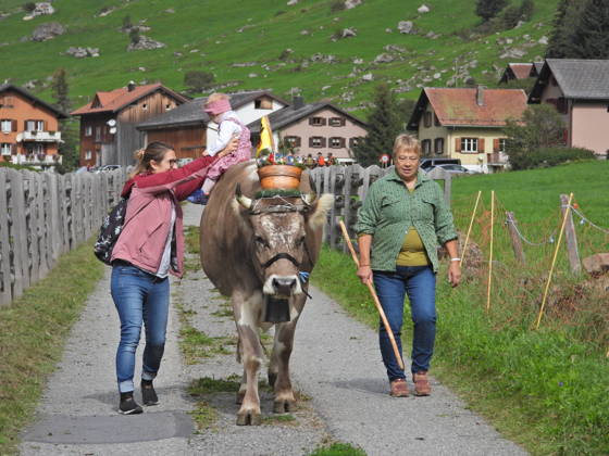 02.09.2026 Schweiz Alpabtrieb,Alpabzug. Der Alpabtrieb nach Wassen wird 2026 nicht durchgefuehrt wegen einer Grossbaustelle. Bild. Kuehe der Alp Hinterfeld laufen daher nur bis Meiental Kanton URI