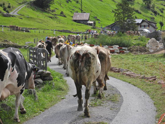 02.09.2026 Schweiz Alpabtrieb,Alpabzug. Der Alpabtrieb nach Wassen wird 2026 nicht durchgefuehrt wegen einer Grossbaustelle. Bild. Kuehe der Alp Hinterfeld laufen daher nur bis Meiental Kanton URI