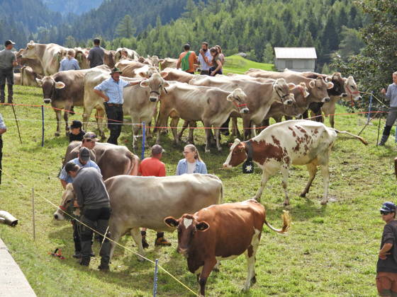 02.09.2026 Schweiz Alpabtrieb,Alpabzug. Der Alpabtrieb nach Wassen wird 2026 nicht durchgefuehrt wegen einer Grossbaustelle. Bild. Kuehe der Alp Hinterfeld laufen daher nur bis Meiental Kanton URI
