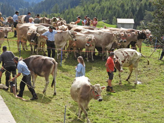 02.09.2026 Schweiz Alpabtrieb,Alpabzug. Der Alpabtrieb nach Wassen wird 2026 nicht durchgefuehrt wegen einer Grossbaustelle. Bild. Kuehe der Alp Hinterfeld laufen daher nur bis Meiental Kanton URI