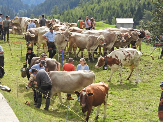 02.09.2026 Schweiz Alpabtrieb,Alpabzug. Der Alpabtrieb nach Wassen wird 2026 nicht durchgefuehrt wegen einer Grossbaustelle. Bild. Kuehe der Alp Hinterfeld laufen daher nur bis Meiental Kanton URI