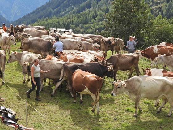 02.09.2026 Schweiz Alpabtrieb,Alpabzug. Der Alpabtrieb nach Wassen wird 2026 nicht durchgefuehrt wegen einer Grossbaustelle. Bild. Kuehe der Alp Hinterfeld laufen daher nur bis Meiental Kanton URI