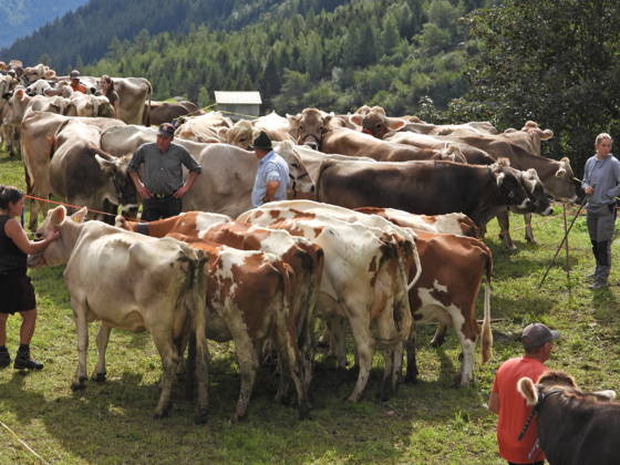 02.09.2026 Schweiz Alpabtrieb,Alpabzug. Der Alpabtrieb nach Wassen wird 2026 nicht durchgefuehrt wegen einer Grossbaustelle. Bild. Kuehe der Alp Hinterfeld laufen daher nur bis Meiental Kanton URI