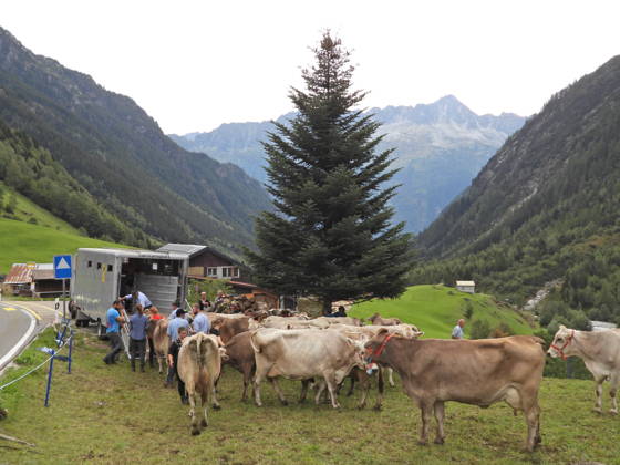 02.09.2026 Schweiz Alpabtrieb,Alpabzug. Der Alpabtrieb nach Wassen wird 2026 nicht durchgefuehrt wegen einer Grossbaustelle. Bild. Kuehe der Alp Hinterfeld laufen daher nur bis Meiental Kanton URI .Verlad der Kuehe in Lastwagen.