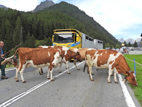 02.09.2026 Schweiz Alpabtrieb,Alpabzug. Der Alpabtrieb nach Wassen wird 2026 nicht durchgefuehrt wegen einer Grossbaustelle. Bild. Kuehe der Alp Hinterfeld laufen daher nur bis Meiental Kanton URI . Hinten ein Viehtransporter der Firma Zgraggen.