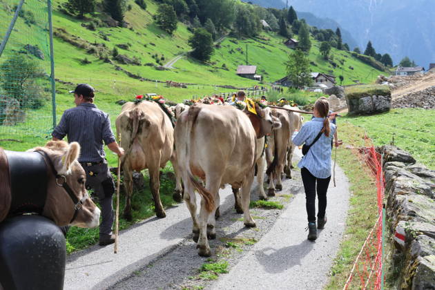 02.09.2026 Schweiz Alpabtrieb,Alpabzug. Der Alpabtrieb nach Wassen wird 2026 nicht durchgefuehrt wegen einer Grossbaustelle. Bild. Kuehe der Alp Hinterfeld laufen daher nur bis Meiental Kanton URI