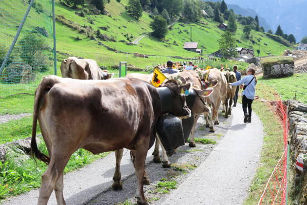 02.09.2026 Schweiz Alpabtrieb,Alpabzug. Der Alpabtrieb nach Wassen wird 2026 nicht durchgefuehrt wegen einer Grossbaustelle. Bild. Kuehe der Alp Hinterfeld laufen daher nur bis Meiental Kanton URI