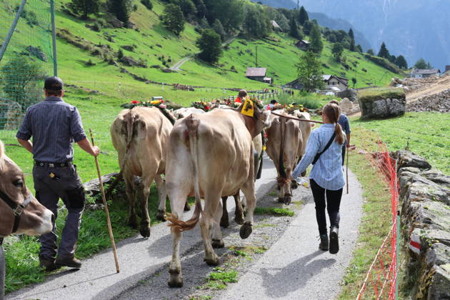 02.09.2026 Schweiz Alpabtrieb,Alpabzug. Der Alpabtrieb nach Wassen wird 2026 nicht durchgefuehrt wegen einer Grossbaustelle. Bild. Kuehe der Alp Hinterfeld laufen daher nur bis Meiental Kanton URI