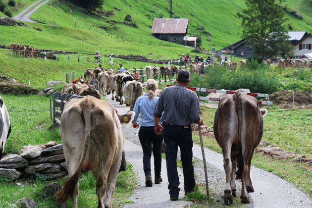 02.09.2026 Schweiz Alpabtrieb,Alpabzug. Der Alpabtrieb nach Wassen wird 2026 nicht durchgefuehrt wegen einer Grossbaustelle. Bild. Kuehe der Alp Hinterfeld laufen daher nur bis Meiental Kanton URI