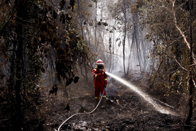 News Bilder des Tages Forest and Peatland Fire in Ogan Ilir, South Sumatra Manggala Agni firefighters work to extinguish a forest and peatland fire in Kebun Raya Sriwijaya, North Inderalaya, Ogan Ilir, South Sumatra, Indonesia, on September 5, 2026. South Sumatra Indonesia  Copyright: xSigitxPrasetyax originalFilename: prasetya-notitle260905_npjco.jpg