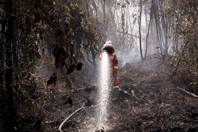 Forest and Peatland Fire in Ogan Ilir, South Sumatra Manggala Agni firefighters work to extinguish a forest and peatland fire in Kebun Raya Sriwijaya, North Inderalaya, Ogan Ilir, South Sumatra, Indonesia, on September 5, 2026. South Sumatra Indonesia Copyright: xSigitxPrasetyax originalFilename: prasetya-notitle260905_npx6h