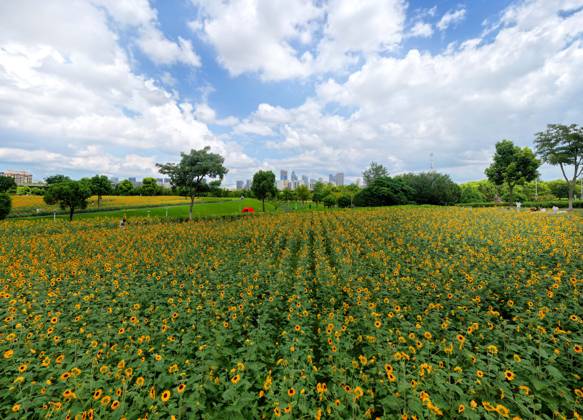 NANTONG, CHINA - SEPTEMBER 06: Tourists relax and view sunflowers in a flower sea along the Yangtze River in Chongchuan District on September 6, 2026 in Nantong, Jiangsu Province of China. The flower sea is part of the ecological restoration of Nantong Langshan National Forest Park.  Copyright: xVCGx 111664706990