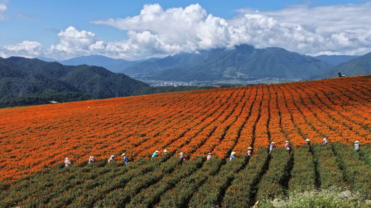 (260907) -- BEIJING, Sept. 7, 2026 -- A drone photo taken on Sept. 7, 2026 shows farmers harvesting marigold flowers in Tengchong, southwest China s Yunnan Province. Farmers are busy with farm work around White Dew (Bailu), one of the 24 solar terms meaning dew curdles and the start to get cold. (Photo by Xinhua) CHINA-WHITE DEW-FARM WORK (CN) GongxZujin 
