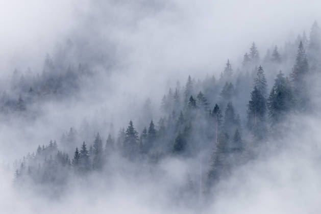 Trübes Wetter im Süden Nebel steigt bei zeitweisem Regen zwischen den Bäumen auf., Oberstdorf Bayern Deutschland