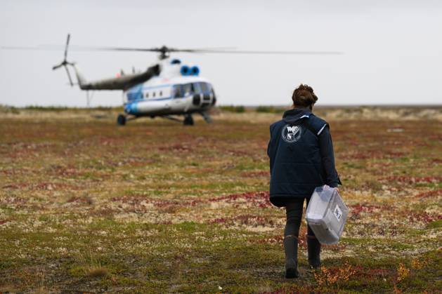 Russia Parliamentary Election Early Voting 9239432 09.09.2026 A member of the local commission carries walks to a helicopter during the early voting in remote areas ahead of State Duma elections at a reindeer camping ground, in Yamalo-Nenets Autonomous Area, Russia. Russians will vote in State Duma, the lower house of parliament, and municipal elections over three days, from September 18-20. Alexandr Kryazhev Sputnik Yamalo-Nenets Autonomous Area Russia  Copyright: xAlexandrxKryazhevx