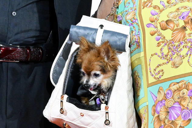 Entertainment Bilder des Tages September 10, 2026, Venice, Rome, Italy: Devin DeVasquez s dog on the red carpet for Scherzetto, the 83rd Venice Film Festival. Venice, September 10, 2026 Venice Italy  - ZUMAa289 20260910_zia_a289_469 Copyright: xMlax xAgfx