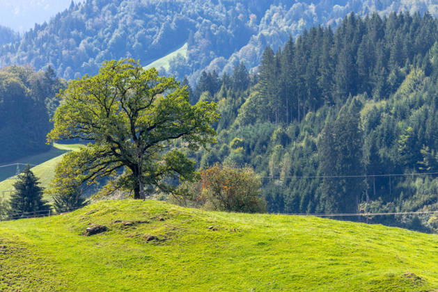 Freundliches Septemberwetter Die Sonne scheint auf die Landschaft bei Schöllang., Oberstdorf Bayern Deutschland