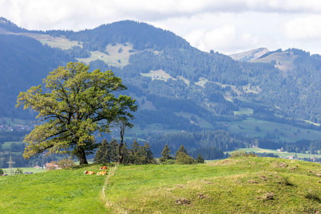 Freundliches Septemberwetter Die Sonne scheint auf die Landschaft bei Schöllang mit der Hörnerkette im Hintergrund., Oberstdorf Bayern Deutschland