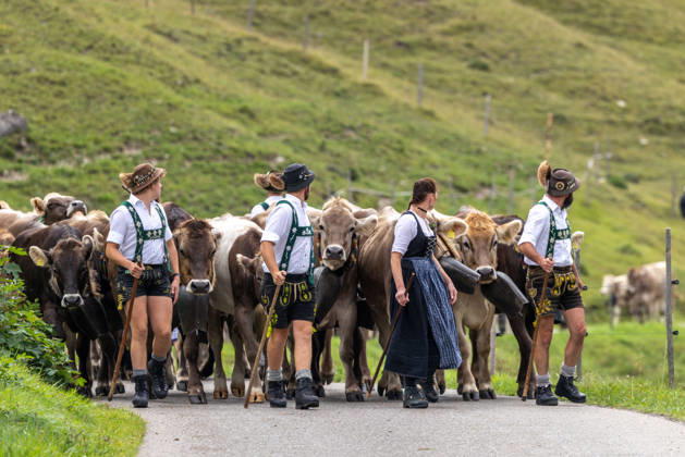 Viehscheid in Schöllang Rinder laufen bei der Viehscheid in Oberstdorf-Schöllang ins Tal. Im Allgäu wird der Almabtrieb Viehscheid genannt., Oberstdorf Bayern Deutschland