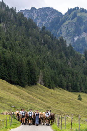 Viehscheid in Schöllang Rinder laufen bei der Viehscheid in Oberstdorf-Schöllang ins Tal. Im Allgäu wird der Almabtrieb Viehscheid genannt., Oberstdorf Bayern Deutschland