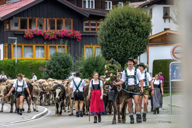 Viehscheid in Schöllang Rinder laufen bei der Viehscheid in Oberstdorf-Schöllang ins Tal. Im Allgäu wird der Almabtrieb Viehscheid genannt., Oberstdorf Bayern Deutschland