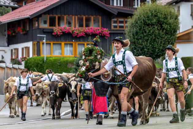 Viehscheid in Schöllang Rinder laufen bei der Viehscheid in Oberstdorf-Schöllang ins Tal. Im Allgäu wird der Almabtrieb Viehscheid genannt., Oberstdorf Bayern Deutschland
