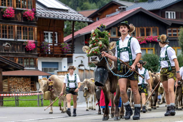 Viehscheid in Schöllang Rinder laufen bei der Viehscheid in Oberstdorf-Schöllang ins Tal. Im Allgäu wird der Almabtrieb Viehscheid genannt., Oberstdorf Bayern Deutschland