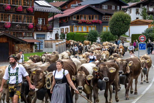 Viehscheid in Schöllang Rinder laufen bei der Viehscheid in Oberstdorf-Schöllang ins Tal. Im Allgäu wird der Almabtrieb Viehscheid genannt., Oberstdorf Bayern Deutschland