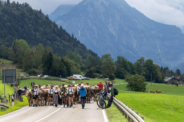 Viehscheid in Schöllang Rinder laufen bei der Viehscheid in Oberstdorf-Schöllang ins Tal. Im Allgäu wird der Almabtrieb Viehscheid genannt., Oberstdorf Bayern Deutschland