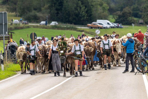 Viehscheid in Schöllang Rinder laufen bei der Viehscheid in Oberstdorf-Schöllang ins Tal. Im Allgäu wird der Almabtrieb Viehscheid genannt., Oberstdorf Bayern Deutschland
