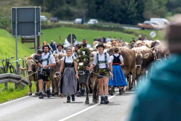 Viehscheid in Schöllang Rinder laufen bei der Viehscheid in Oberstdorf-Schöllang ins Tal. Im Allgäu wird der Almabtrieb Viehscheid genannt., Oberstdorf Bayern Deutschland