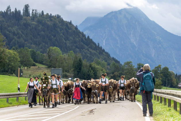 Viehscheid in Schöllang Rinder laufen bei der Viehscheid in Oberstdorf-Schöllang ins Tal. Im Allgäu wird der Almabtrieb Viehscheid genannt., Oberstdorf Bayern Deutschland