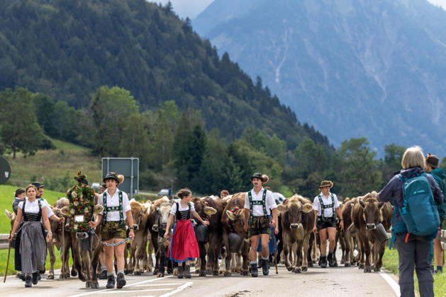 Viehscheid in Schöllang Rinder laufen bei der Viehscheid in Oberstdorf-Schöllang ins Tal. Im Allgäu wird der Almabtrieb Viehscheid genannt., Oberstdorf Bayern Deutschland
