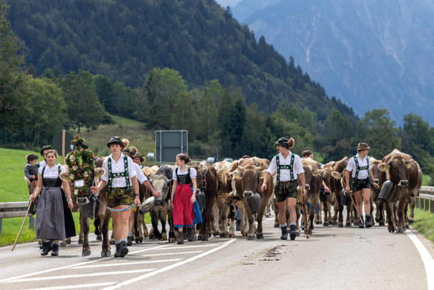 Viehscheid in Schöllang Rinder laufen bei der Viehscheid in Oberstdorf-Schöllang ins Tal. Im Allgäu wird der Almabtrieb Viehscheid genannt., Oberstdorf Bayern Deutschland