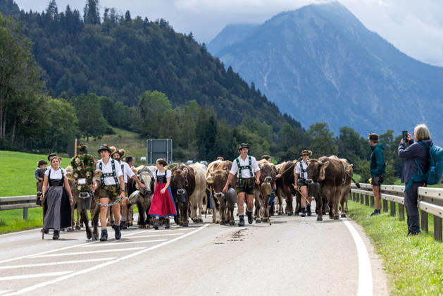 Viehscheid in Schöllang Rinder laufen bei der Viehscheid in Oberstdorf-Schöllang ins Tal. Im Allgäu wird der Almabtrieb Viehscheid genannt., Oberstdorf Bayern Deutschland