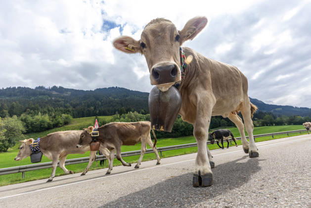 Viehscheid in Schöllang Rinder laufen bei der Viehscheid in Oberstdorf-Schöllang ins Tal. Im Allgäu wird der Almabtrieb Viehscheid genannt., Oberstdorf Bayern Deutschland