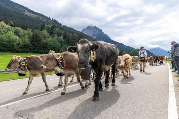 Viehscheid in Schöllang Rinder laufen bei der Viehscheid in Oberstdorf-Schöllang ins Tal. Im Allgäu wird der Almabtrieb Viehscheid genannt., Oberstdorf Bayern Deutschland