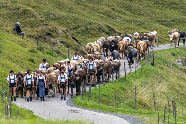 Viehscheid in Schöllang Rinder laufen bei der Viehscheid in Oberstdorf-Schöllang ins Tal. Im Allgäu wird der Almabtrieb Viehscheid genannt., Oberstdorf Bayern Deutschland