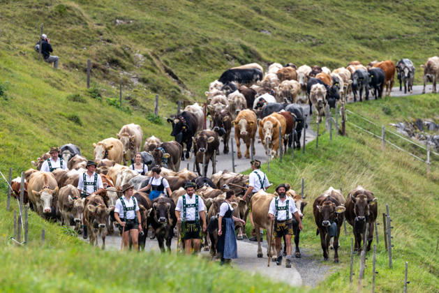 Viehscheid in Schöllang Rinder laufen bei der Viehscheid in Oberstdorf-Schöllang ins Tal. Im Allgäu wird der Almabtrieb Viehscheid genannt., Oberstdorf Bayern Deutschland