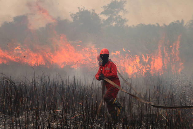 Wildfire In Sumatera, Indonesia An Indonesian Manggala Agni firefighter works to extinguish wildfires in Sungai Rambutan, Ogan Ilir Regency, South Sumatra, Indonesia, on September 12, 2026. El Nino conditions are contributing to wildfires across Indonesia, which have caused respiratory illnesses in approximately 113,336 people, according to the country s health officials. High-intensity wildfires on the islands of Borneo and Sumatra are worsening air quality and affecting neighboring countries in Southeast Asia, including Malaysia, Singapore and the Philippines. Ogan ilir Indonesia Copyright: xMuhammadxFajrix originalFilename: fajri-notitle260912_npAfm.jpg
