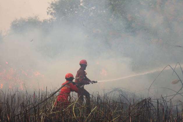 Firefighters battle forest fires in Indonesia s South Sumatra OGAN ILIR, INDONESIA - SEPTEMBER 12 : Indonesian firefighter from Manggala Agni tried to extinguish wildfires at Sungai Rambutan Regency in Ogan Ilir, South Sumatera, Indonesia on September 12, 2026. El Nino conditions are helping to fuel wildfires across Indonesia, leaving some 113,336 people respiratory illnesses according to the country’s health officials. High-intensity wildfires on Indonesia’s Borneo and Sumatra islands are worsening air quality and affecting neighbouring countries in South East Asia, including Malaysia, Singapore and the Philippines. Muhammad Fajri Anadolu Ogan ilir Indonesia. Editorial use only. Please get in touch for any other usage.  Copyright: x2026xAnadoluxMuhammadxFajrix