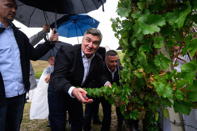 Croatia President at Traditional Diplomatic Grape Harvest Croatia President Zoran Milanovic harvests grapes during an Diplomatic Grape Harvest? on Plesivica near Jastrebarsko, Croatia on September 17, 2026. This years Diplomatic Grape Harvest? in Jaska was held in the Jagunic Winery vineyard.  DavorxPuklavec PIXSELL