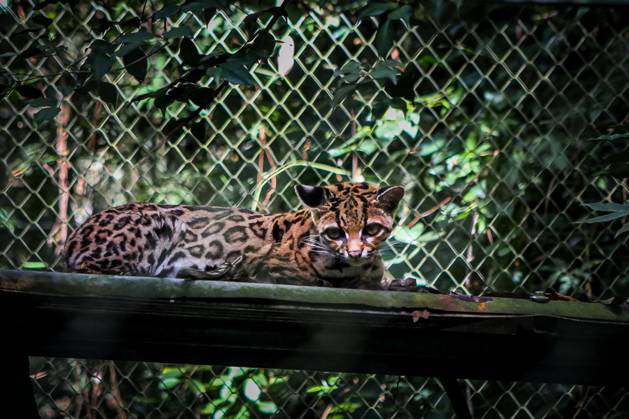 September 19, 2026, Los Yungas, Bolivia: LOS YUNGAS, BOLIVIA, SEPTEMBER 18, 2026: A Tilcayo (Leopardus tilcayo), a newly identified species of wild cat native to BoliviaÃ¢â‚¬â ¢s Yungas cloud forests. Scientists formally described the species in research published this week, marking the first time a new living wild cat species has been scientifically named and described in more than a century. Genetic research found the Tilcayo to be distinct from other South American tiger cats. Los Yungas Bolivia - ZUMAq101 20260919_zna_q101_059 Copyright: xAbadxMirandax
