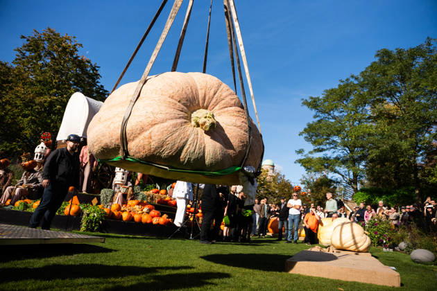 Danish Championship in Giant Pumpkins Revealed Peter Holst Olsen s giant pumpkin weighing 1198 kg wins the Danish Championship in Giant Pumpkins at Tivoli in Copenhagen on Saturday, October 3, 2026. (Photo: Emil Nicolai Helms Scanpix 2026) , Copenhagen Denmark Copyright: EmilxNicolaixHelmsx spdk20261003-132504-L