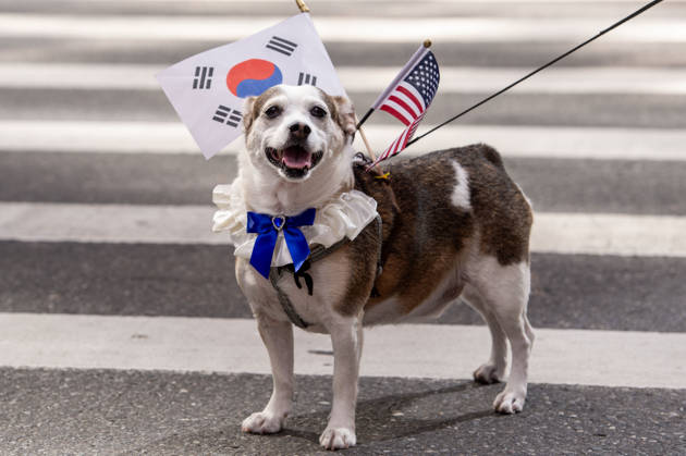 October 3, 2026, New York, New York, USA: A dog dressed in Korean and American flags smiles for the camera during the 2026 NYC Korean parade. New York USA - ZUMAh214 20261003_znp_h214_040 Copyright: xSDxHerzogx