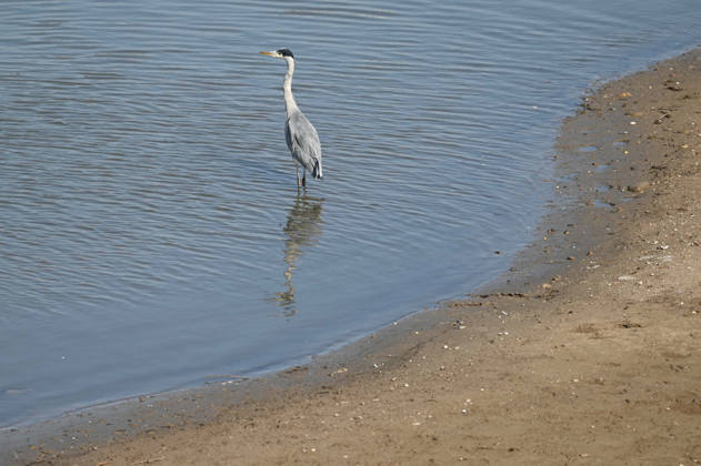 Das Niedrigwasser im Duesseldorfer Hafen hat eine grosse Sandbank freigelegt, Steine und Sand am Ufer, Hafenbecken A, ein Graureiher auf der Jagd nach Fisch, Duesseldorf am 05.10.2026,