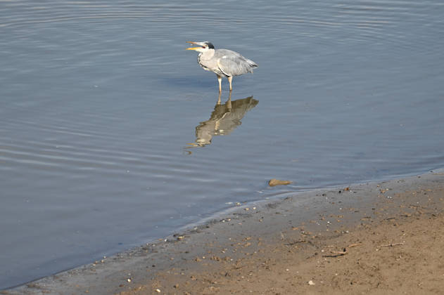 Das Niedrigwasser im Duesseldorfer Hafen hat eine grosse Sandbank freigelegt, Steine und Sand am Ufer, Hafenbecken A, ein Graureiher auf der Jagd nach Fisch, Duesseldorf am 05.10.2026,